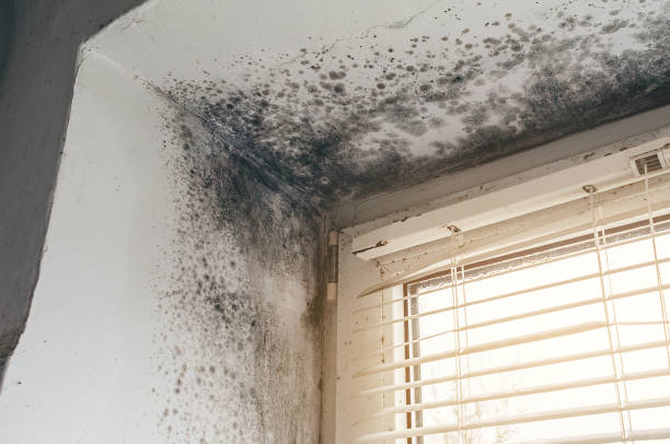 Affordable Mold Remediation solutions in Moon, VA